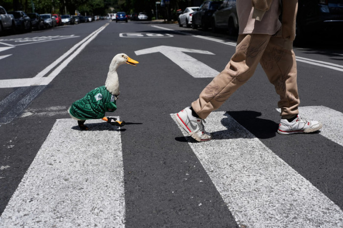 Eine Ente namens Merlin, gekleidet in ein Trikot der mexikanischen Fußballnationalmannschaft, folgt ihrem Pfleger Cristian, als sie eine Straße überqueren. Foto: Marco Ugarte/Ap/dpa