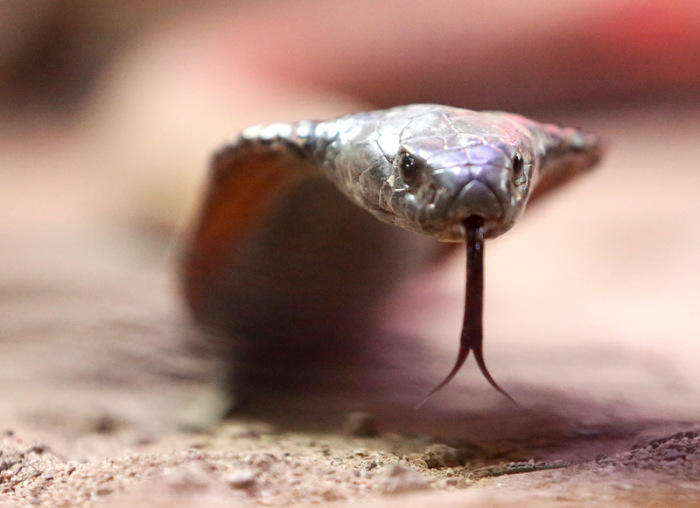 Nach der Sichtung einer giftigen Kobra in Castelginest suchen Einsatzkräfte weiter nach dem gefährlichen Reptil. Foto: Roland Weihrauch/dpa