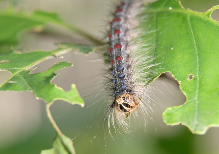 Raupe des Schwammspinners Eichenblatt. Während Regionen betroffen sind so bleibt Berlin dieses Jahr von der Plage verschont. Foto: Sebastian Willnow