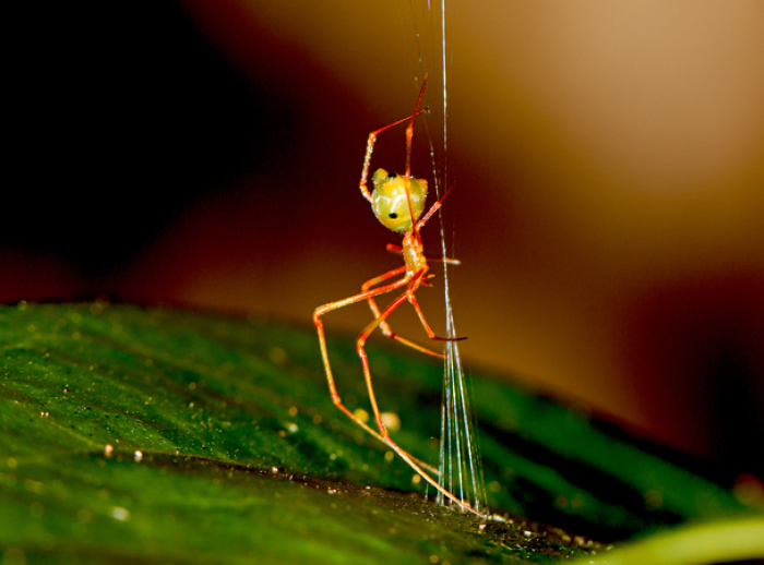 Eine australische Ballista-Spinne baut ihre raffinierte Falle, mit der sie Ameisen in ihr Netz katapultiert. Foto: Pranav Joshi/Ajay Narendra/dpa