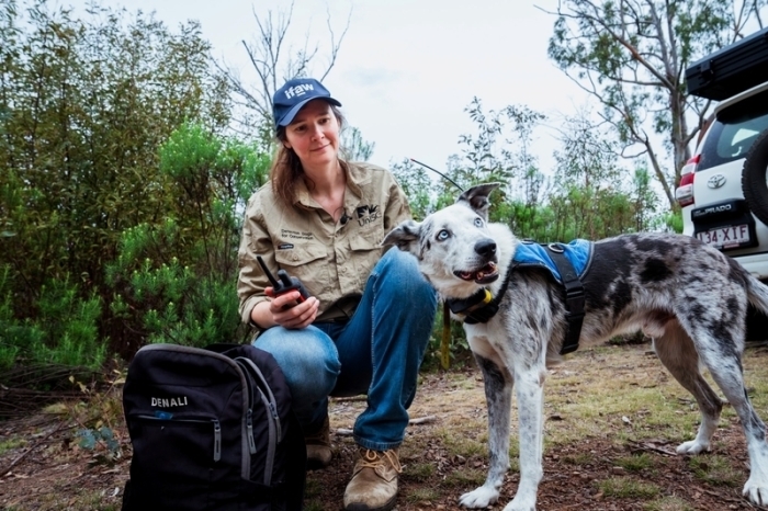 Koala-Spürhund Bear geht nach seinem Einsatz während der verheerenden Buschfeuer in Australien in den Ruhestand und wird für seine Arbeit gewürdigt. Foto: dpa/Stacey Hedman