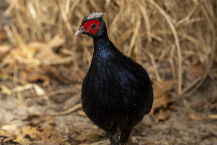 Ein Vietnamesischer Fasan steht im Tierpark Berlin. Die seltene Vogelart soll in Vietnam wieder angesiedelt werden. Foto: dpa/Jon A. Juarez/tierpark Berlin