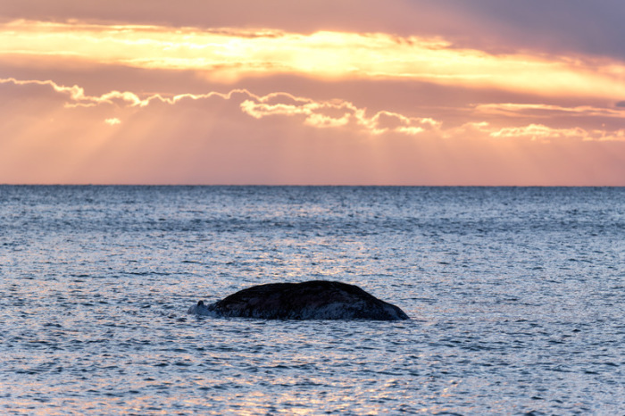 Ein toter Wal treibt vor der dänischen Insel Anholt. Ob es das Tier von Timmendorfer Strand ist, bleibt bislang unklar. Foto: Marcus Golejewski/dpa