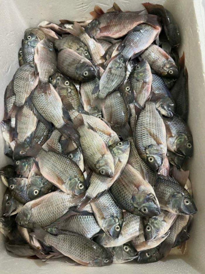 Die invasive Fischart „Blackchin Tilapia“ wurde nach Angaben lokaler Fischer vor dem Pattaya Beach gefangen. Bild: ลุง นิ่ม/Facebook