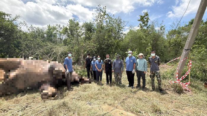 Beamte des Wildschutzgebiets Salak Phra und Veterinärteams untersuchten den Kadaver des männlichen Wildelefanten nahe der Grenze zum Schutzwald in Kanchanaburi. Bild: Department of National Parks, Wildlife and Plant Conservation (DNP)