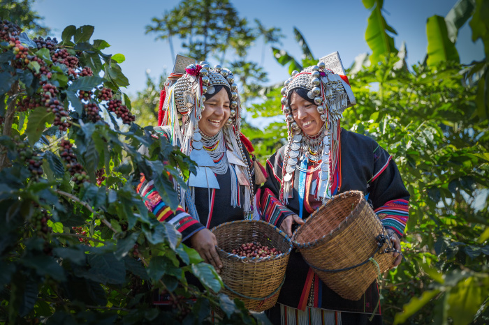 Frauen des Akha-Bergvolkes bei der Ernte von Arabica-Kaffeebohnen im Norden Thailands. Foto: kamonrat/Adobe Stock