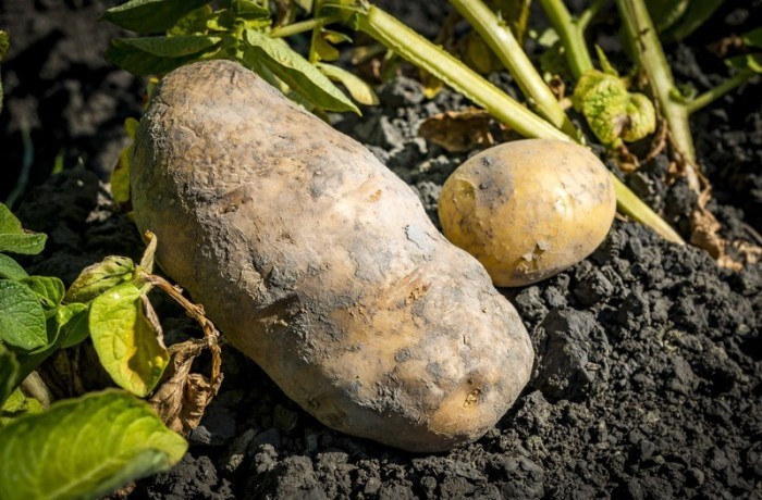 Die normal große Kartoffel (L) und die frisch geerntete Kartoffel (R) werden auf einem Bauernhof in Zuidoostbeemster ausgestellt. Foto: epa/Lex Van Lieshout