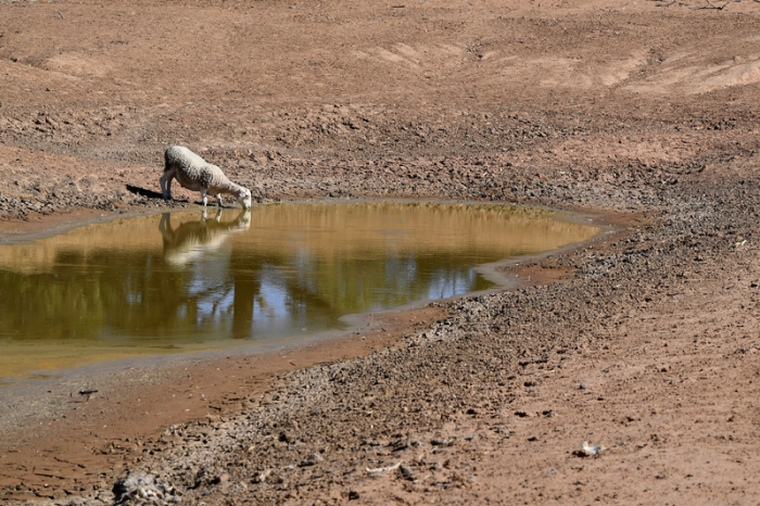 Ein Schaf trinkt an einer Wasserstelle in Australien. Wetterextreme wie El Niño verstärken weltweit die Folgen des Klimawandels. Foto: dpa/Dean Lewins/aap
