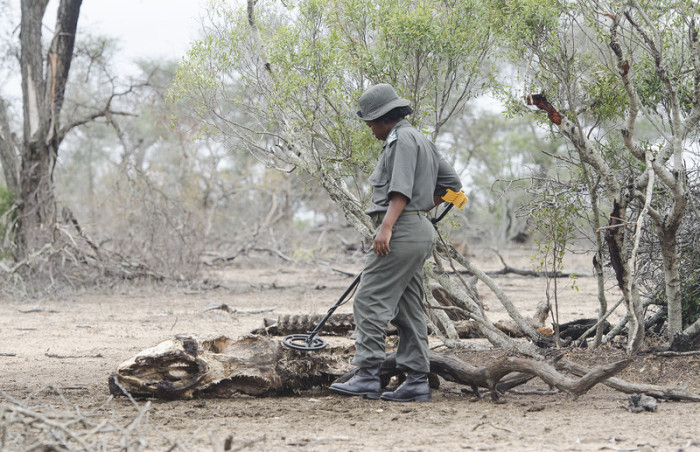  Ranger fanden allein im Krüger-Nationalpark im Nordosten des Landes 662 Nashorn-Kadaver. Foto: epa/Shiraaz Mohamed