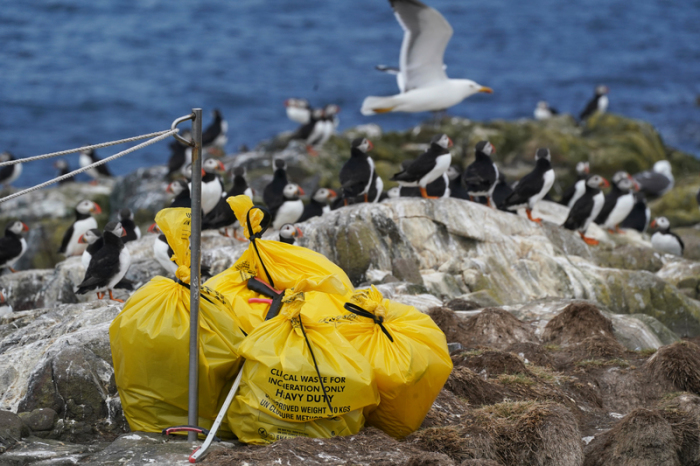 Gelbe Abfallsäcke mit den Kadavern toter Vögel stehen auf Staple Island, einer Insel der Outer Group der Farne-Inseln vor der Küste Northumberlands. Foto: Owen Humphreys/Pa Wire/dpa