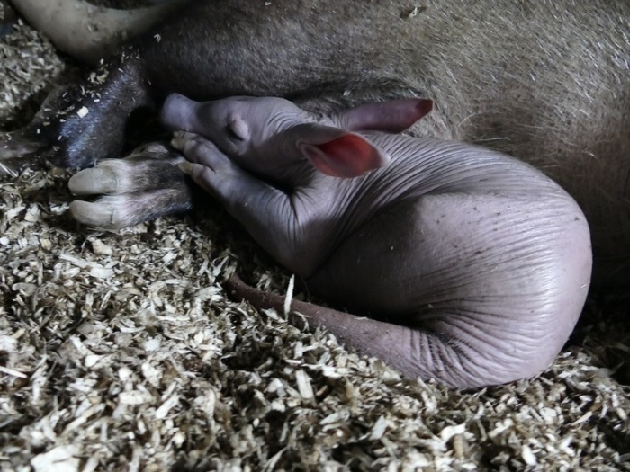 Im Frankfurter Zoo wurde das 35. Erdferkel geboren und liegt neben Mutter Ermine. Foto: Zoo Frankfurt/dpa