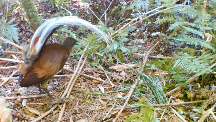 Das Videostandbild zeigt einen Braunrücken-Leierschwänz im Main Range National Park, Queensland. Foto: Fiona Backhouse/dpa