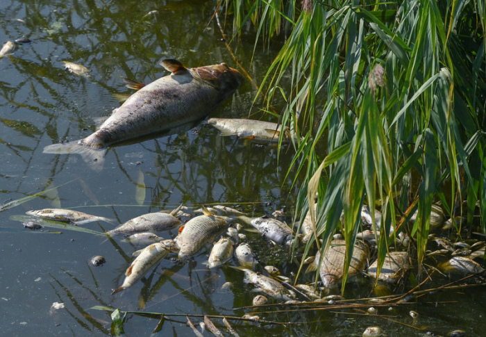 Tote Fische haben sich im deutsch-polnischen Grenzfluss Westoder, nahe dem Abzweig vom Hauptfluss Oder, auf der Wasseroberfläche gesammelt. Foto: Patrick Pleul/dpa