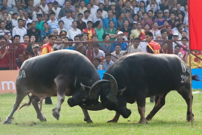  Zwei kämpfende Büffel auf dem Do-Son-Festival. Foto: epa/Julian Abram Wainwright