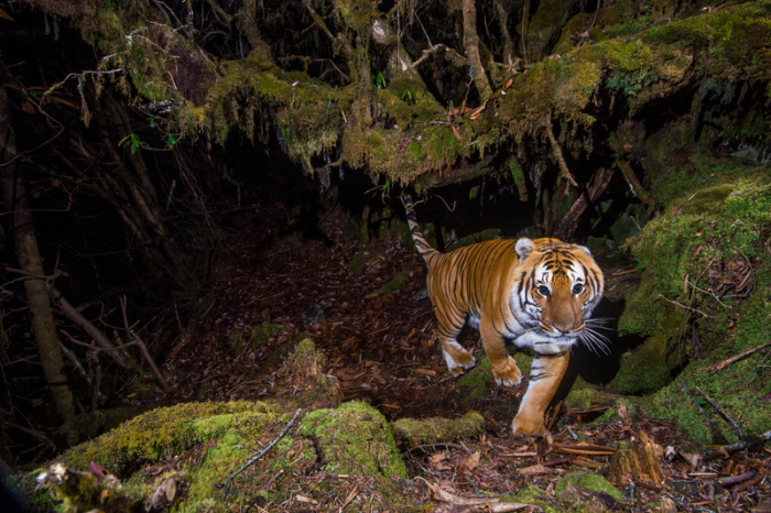 Ein wilder Tiger, der mit einer Kamerafalle aufgenommen wurde, bewegt sich nachts durch einen biologischen Korridor für Wildtiere. Foto: Emmanuel Rondeau