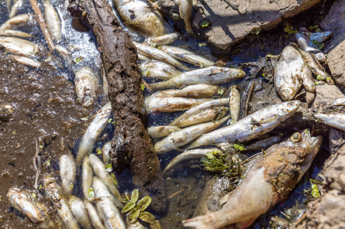 Tote Fische liegen am Ufer der Oder bei Brieskow-Finkenheerd. In der Oder ist es zu einem massiven Fischsterben gekommen. Behörden in Brandenburg warnen davor, das Flusswasser zu nutzen oder in Kontakt damit zu ko... Foto: Frank Hammerschmidt/dpa