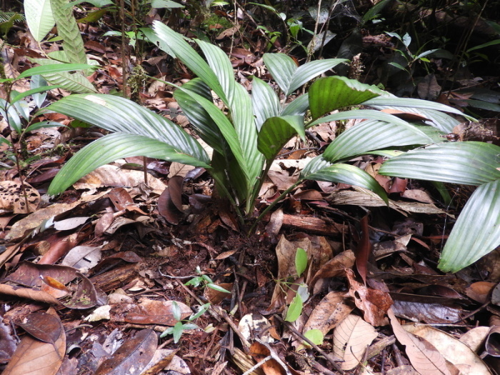 Um den Fruchtstand einer unterirdisch blühenden Palme zu zeigen, wurde die obere Schicht Erde rund um eine ausgewachsene Pflanze entfernt. Foto: Randi Agusti/Royal Botanic Gardens/dpa