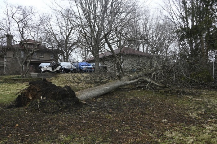Nach einem Tornado in Belvidere umgestürzte Bäume. Foto: epa/Matt Marton