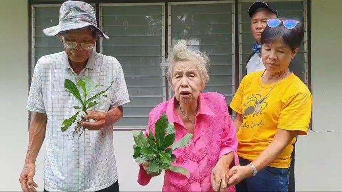 Mae Oui Saengduang, 74 (M.), schwört auf das Wunderkraut. Foto: 77kaoded