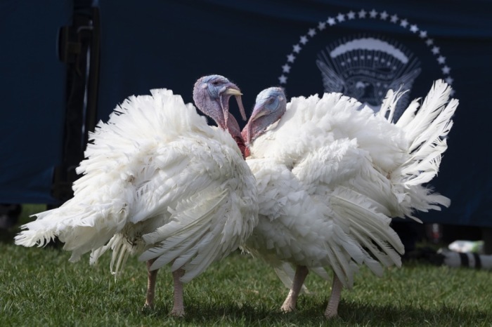 'Liberty' und 'Bell' nehmen an einer Zeremonie zur Begnadigung der Nationalen Thanksgiving-Truthähne im Weißen Haus in Washington teil. Foto: epa/Chris Kleponis