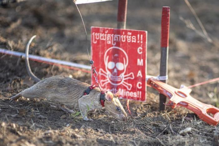 Die undatierte Aufnahme der Organisation Apopo zeigt die Rekord-Ratte Ronin, die im früheren Bürgerkriegsland Kambodscha bereits 109 Landminen aufgespürt hat. Foto: Apopo/dpa