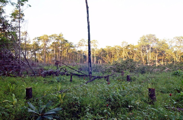  Ein Waldgebiet 580 Kilometer nordöstlich von Phnom Penh. Die Spuren des illegalen Holzeinschlags sind deutlich sichtbar. (Archivbild). Foto: epa/Heng Sinith