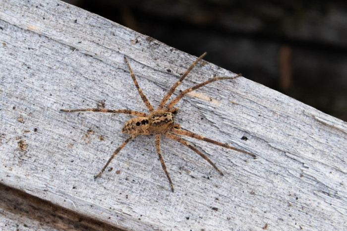 Das undatierte Handout zeigt eine Nosferatu-Spinne auf einem Holzblock. Auch in Nordrhein-Westfalen ist die «Zoropsis spinimana» inzwischen angekommen. Foto: Robert Pfeifle/Nabu/dpa
