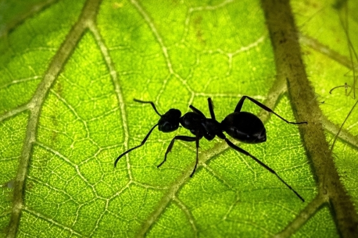 Den Schätzungen eines internationalen Forscherteams zufolge gibt es weltweit auf Bäumen und Böden rund 20 Billiarden Ameisen. Foto: Sina Schuldt/dpa