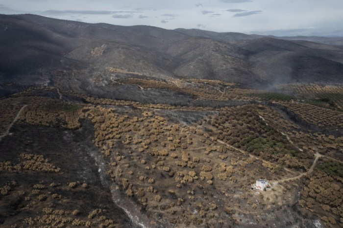Ein Drohnenbild zeigt verbrannte Olivenhaine in der Nähe des Dorfes Makri, Alexandroupolis. Foto: epa/Achilleas Chiras