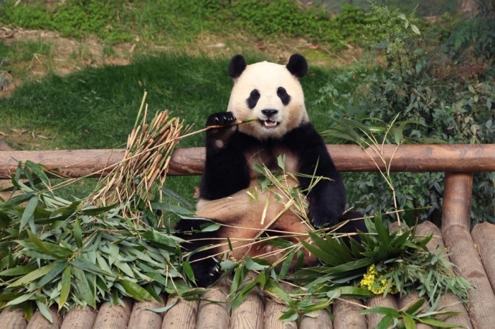 Die Rückkehr des Großen Pandas Fu Bao in das chinesische Erhaltungszucht- und Forschungszentrum ist geplant. Foto: epa/Chung Sung-jun / Pool