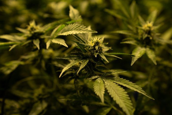 Foto: Crystalweed Cannabis Crystalweed