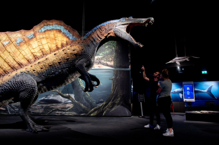 Erlebnisausstellung „Saurier - Giganten der Meere“ im Aquarium Wilhelmshaven. Der Spinosaurier machte Jagd auf Fische. Foto: Hauke-Christian Dittrich/dpa