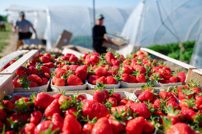 Kisten mit frisch gepflückten Erdbeeren stehen vor Treibhaus-Tunneln. Foto: Uwe Anspach/dpa