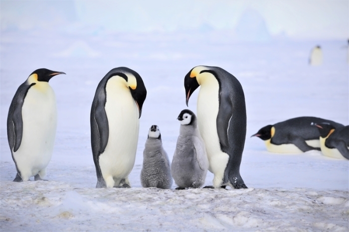 Kaiserpinguine mit ihren Küken. Foto: Myeongho Seo,mydada88@gmail.com/dpa