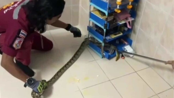 Retter entfernen die fast zwei Meter lange Python aus einem Schlafzimmer im dritten Stock eines Wohnheims in Ayutthaya. Foto: Khaosod