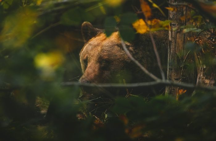 Foto von Andy Holmes auf Unsplash