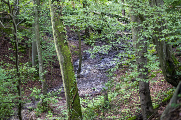 Blick auf ein Waldstück mit feuchtem Boden im Siebengebirge. Foto: Thomas Banneyer/dpa