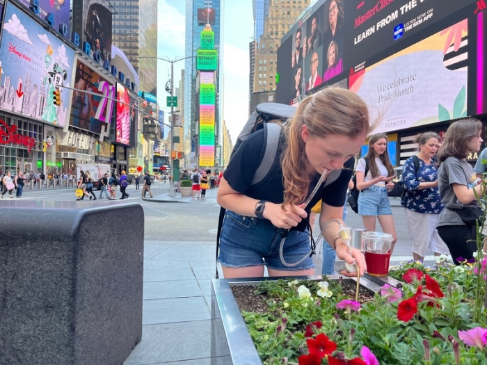 Samantha Kennett sucht in Times Square nach Ameisen. Die Zweifarbige Wegameise ist in Europa schon lange weit verbreitet. In den USA aber wurde sie 2011 erstmals gesichtet. Foto: Rebecca Senft/Samantha Kennett/dpa