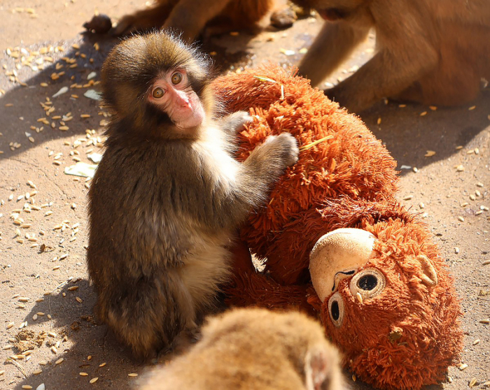 Der Japanmakak «Punch» mit einem plüschigen Orang-Utan im Zoo und Botanischen Garten Ichikawa. Foto: @ichikawa_zoo/dpa