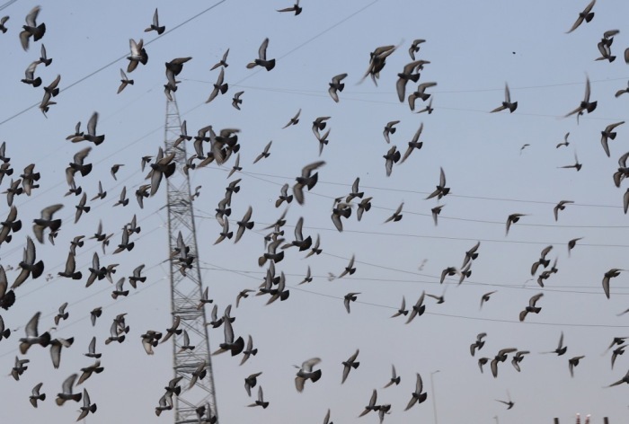 Tauben fliegen in der Nähe des Geflügelmarktes von Ghazipur in Neu-Delhi. Foto: epa/Harish Tyagi