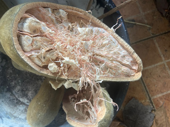 So sehen die essbaren Früchte der afrikanischen Baobab inwendig aus. Fotos: hf