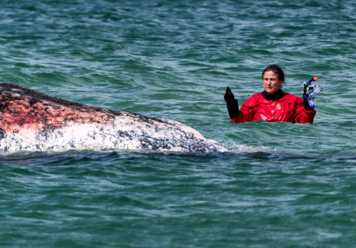 Tierärztin Anne Herrschaft untersucht mit Helfern einen toten Wal vor der dänischen Insel Anholt. Foto: Marcus Golejewski/dpa