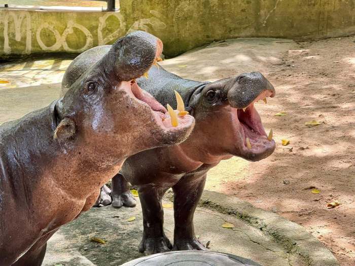 Moo Deng (rechts) mit seiner Mutter im Khao Kheow Open Zoo. Bild Khao Kheow Open Zoo