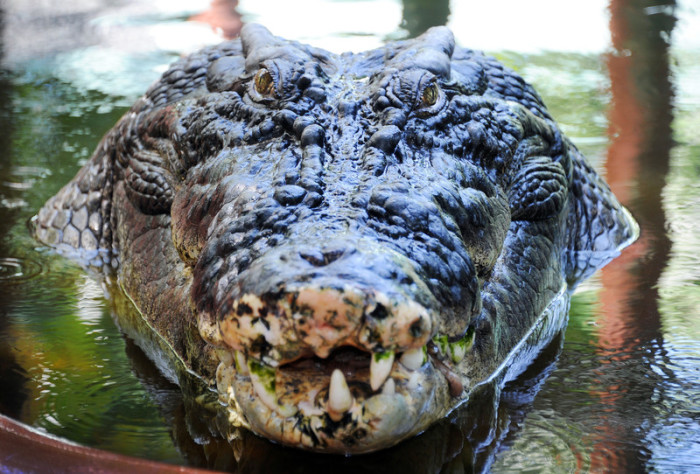  Archivbild eines ähnlichen Krokodils, welches im Jahr 2011 ebenfalls in den Philippinen gefangen wurde. Foto: epa/Brian Cassey