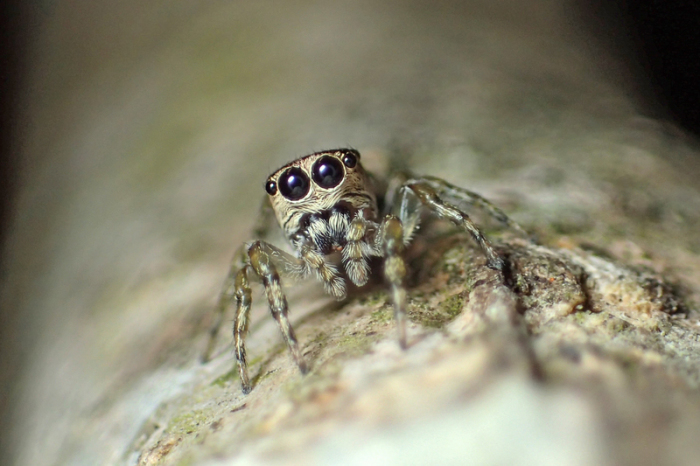Die südamerikanischen Spinne Guriurius minuano ist die 50 000ste identifizierte Spinnenart. Die Liste der bekannten Spinnenarten ist auf 50 000 angewachsen. Foto: Damián Hagopián/dpa