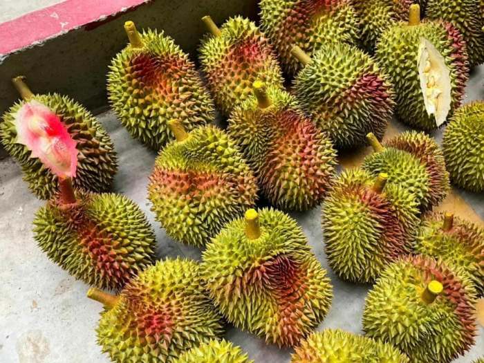 Beamte markieren die beschlagnahmten unreifen Durian mit roter Farbe, um sie vom Export auszuschließen. Foto: Dailynews