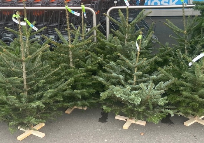 Kleinere Weihnachtsbäume gibt es bei der Migros, plus Adventskränze. Fotos: hf
