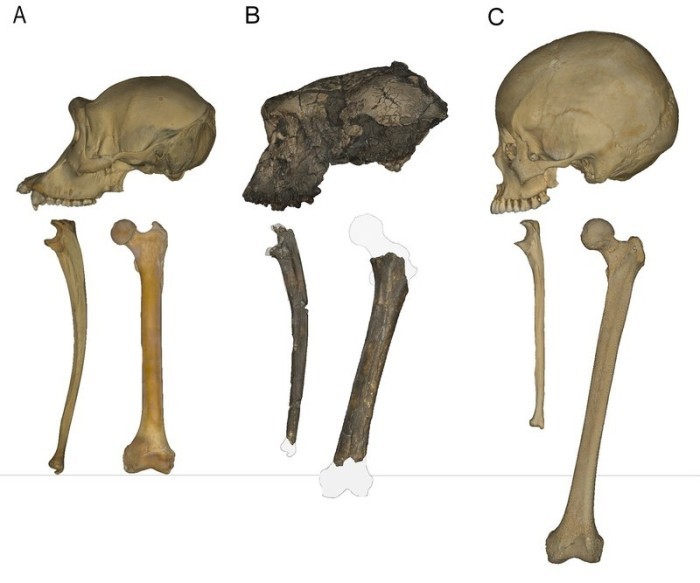 Schädel- und Knochenfunde zeigen, dass der Vormensch Sahelanthropus tchadensis bereits vor rund sieben Millionen Jahren aufrecht gehen konnte. Foto: Scott A. Williams/Center For The Study Of Human Origins/dpa