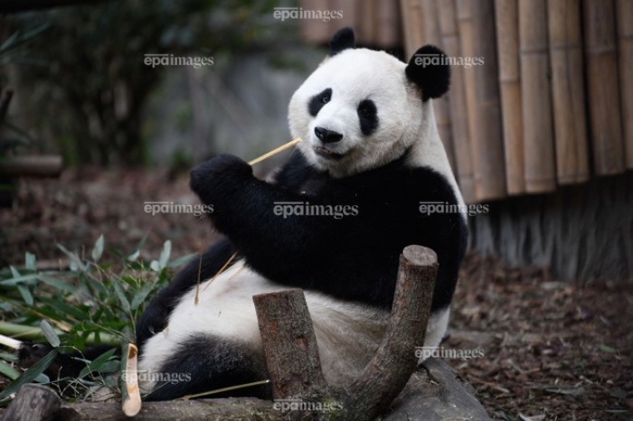 Chengdu Forschungsbasis für die Zucht des Großen Pandas in Chengdu. Foto: epa/Xinhua / Xu Bingjie