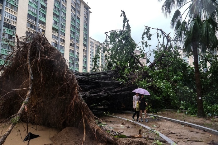 Ein entwurzelter Baum blockiert einen Weg in der Gegend von Ho Man Tin, während sich der Supertaifun Ragasa in Hongkong nähert. Foto: Chan Long Hei/Ap/dpa